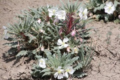 Oenothera harringtonii