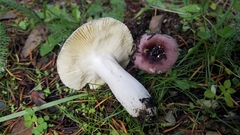 Russula murrillii