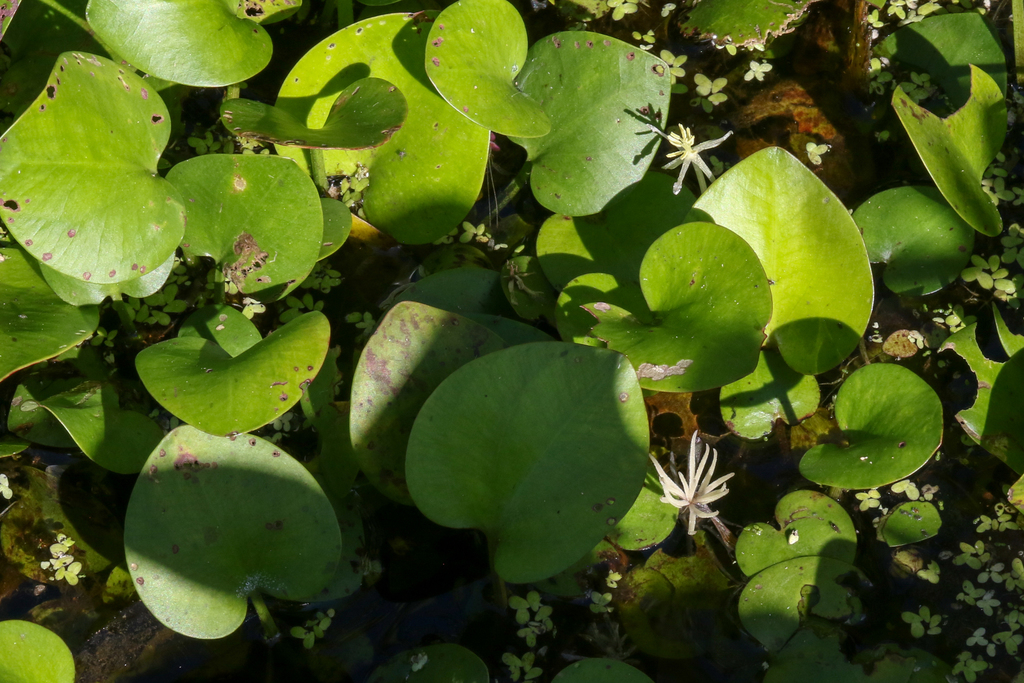 American frogbit from Dorchester County, MD, USA on September 4, 2021 ...