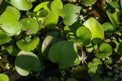 Tom Field, CC BY, iNaturalist via GBIF Hydrocharis spongia, photograph Tom Field, CC BY, iNaturalist via GBIF
