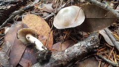 Inocybe albodisca
