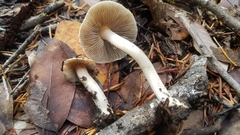 Inocybe albodisca