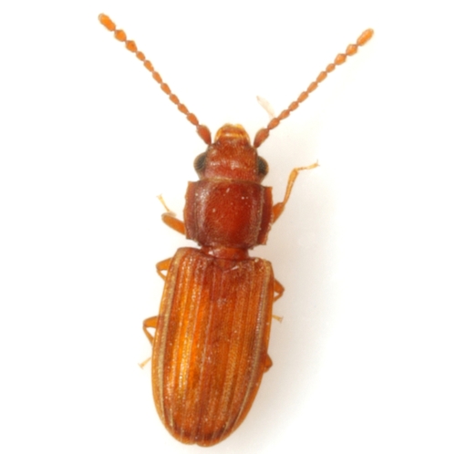 Rhabdophloeus