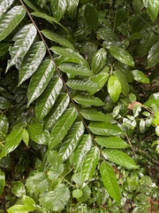 Casearia arborea