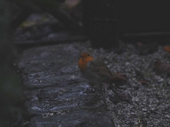 Erithacus rubecula