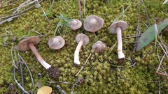 Inocybe rufuloides