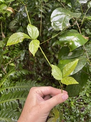 Cissus erosa