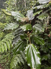 Miconia serrulata