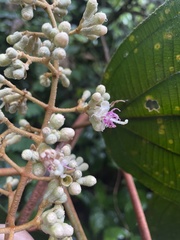 Miconia serrulata