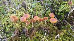 Galerina uncialis