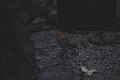Erithacus rubecula