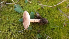 Lepiota brunneoincarnata