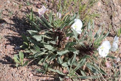 Oenothera harringtonii