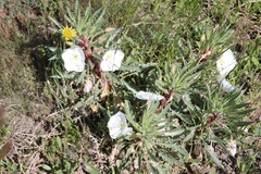 Oenothera harringtonii