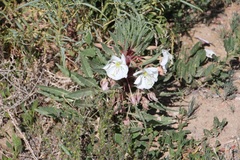 Oenothera harringtonii