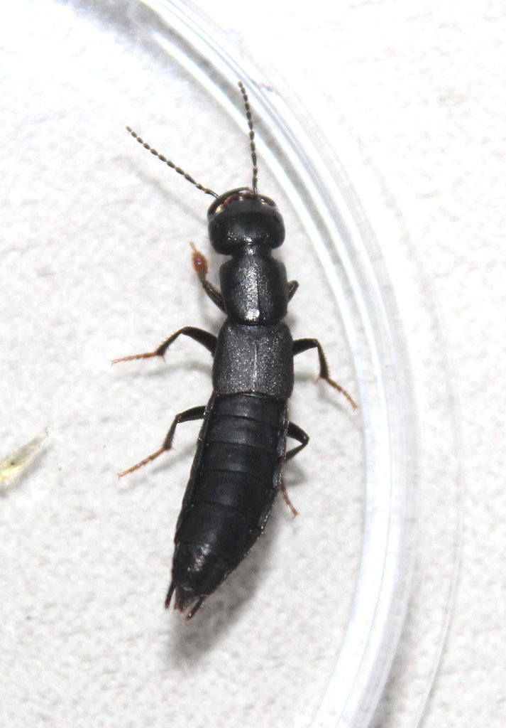 Tasgius