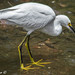 Snowy Egret - Photo (c) Daniel Alexander Carrillo Mtz, some rights reserved (CC BY-NC)