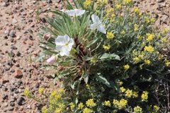 Oenothera harringtonii