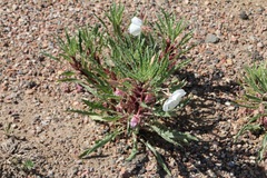 Oenothera harringtonii