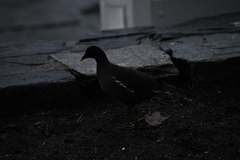 Gallinula chloropus