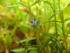 Neurotheca loeselioides