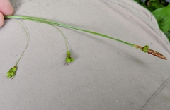 Carex laxiculmis copulata