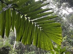 Aiphanes acanthophylla