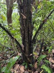 Aiphanes acanthophylla