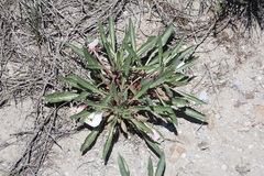 Oenothera harringtonii