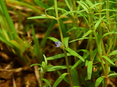 Neurotheca loeselioides
