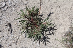 Oenothera harringtonii