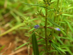 Neurotheca loeselioides