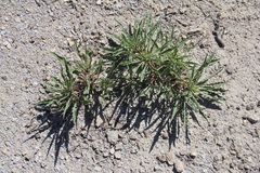 Oenothera harringtonii