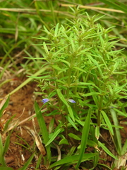 Neurotheca loeselioides