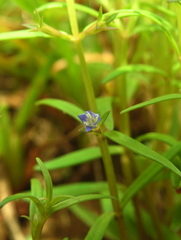 Neurotheca loeselioides