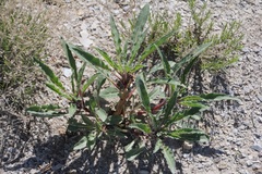 Oenothera harringtonii