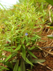Neurotheca loeselioides