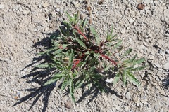 Oenothera harringtonii