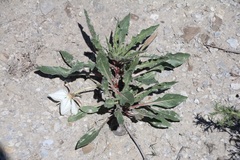 Oenothera harringtonii