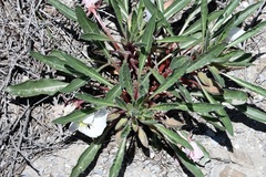 Oenothera harringtonii
