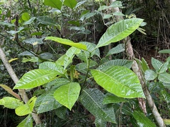 Palicourea guianensis