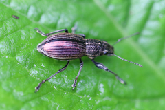 Naupactus tremolerasi