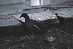 Gallinula chloropus