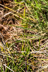 Setaria nigrirostris