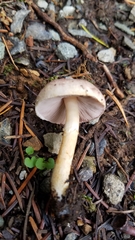 Agaricus kerriganii