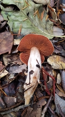 Cortinarius laniger