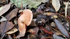 Cortinarius laniger