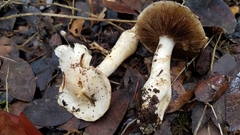 Cortinarius albofragrans