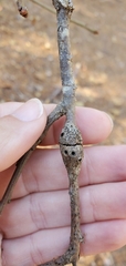 Zapatella quercusmedullae