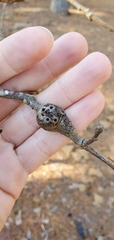 Zapatella quercusmedullae
